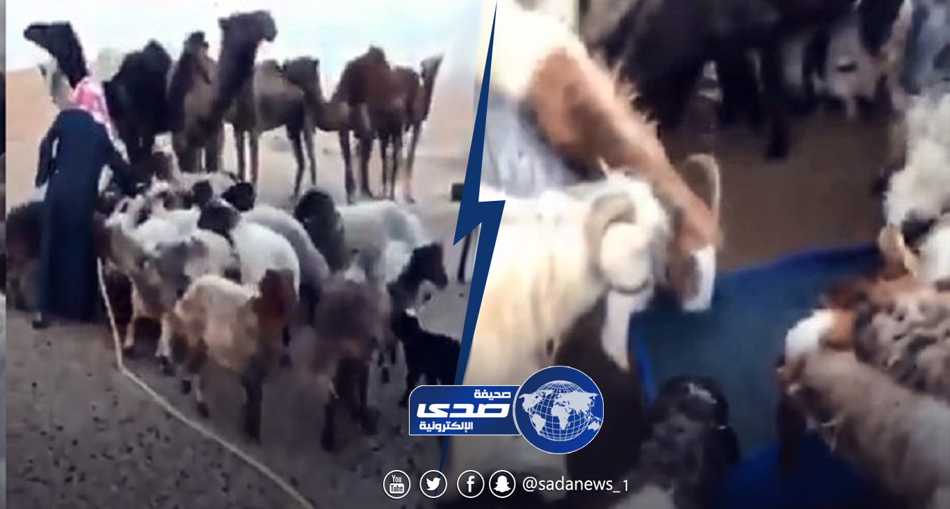 بالفيديو.. مواطن يحضر الماء والعلف لإبل تائهة كادت أن تموت من شدة العطش بالصحراء 
