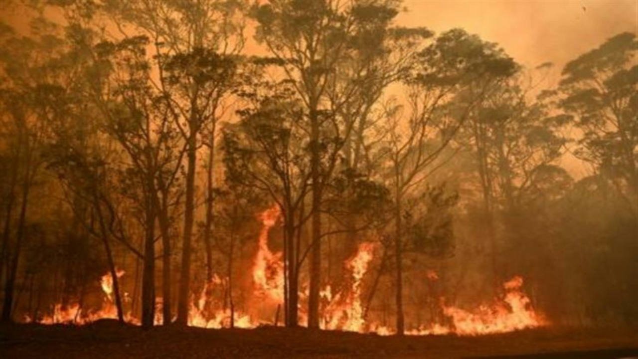 بالفيديو.. حريق غابات الصين ووفاة 18 رجل إطفاء