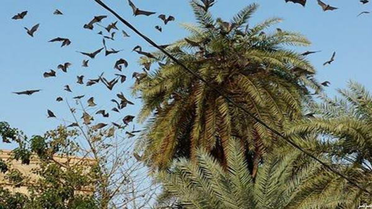 بالفيديو.. مكافحة انتشار الخفافيش بحديقة مستشفى الملك فهد في جازان