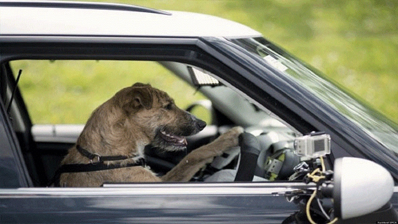 توقيف سيارة يقودها &#8220;كلب&#8221; بعد مطاردة عنيفة !