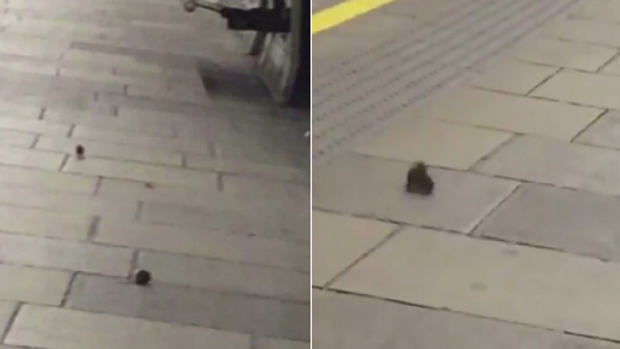 بالفيديو.. الفئران تمرح في شوارع لندن بعد فرض منع التجول