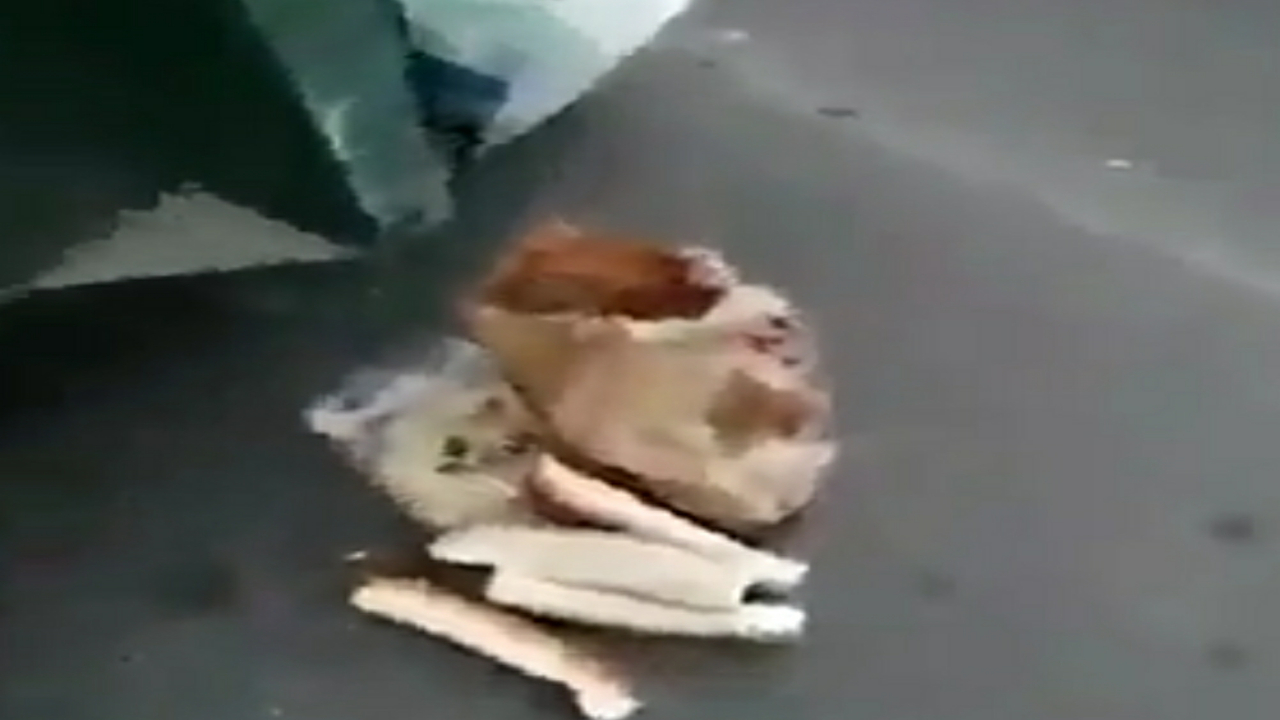 فيديو.. مواطن يدين إلقاء الناس للأغذية الصالحة في القمامة