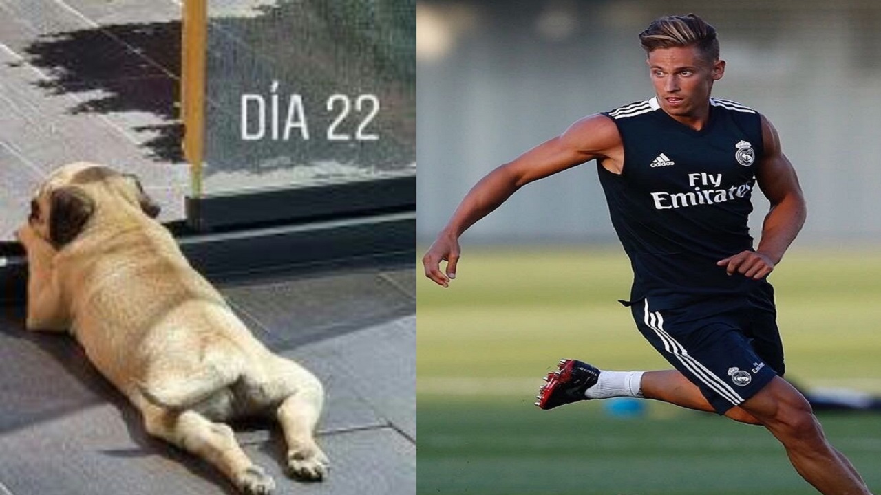 يورينتي يطلق اسم “أنفيلد” علي كلبه بعد إقصاء ليفربول