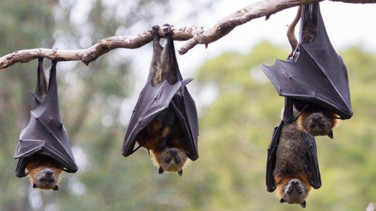 منع أكل الخفافيش والبنغول في إحدى الدول الأفريقية