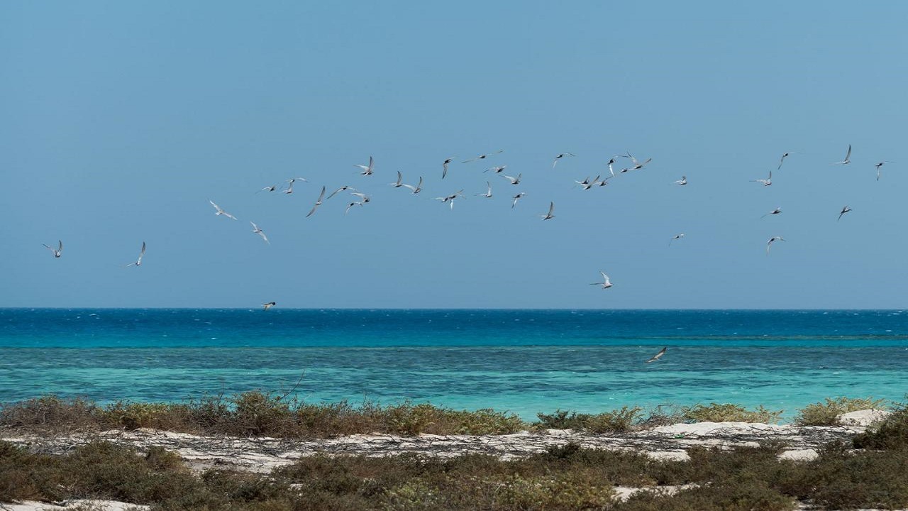 بالصور.. تعرف على تفاصيل التخطيط المكاني البحري لـ “مشروع البحر الأحمر”