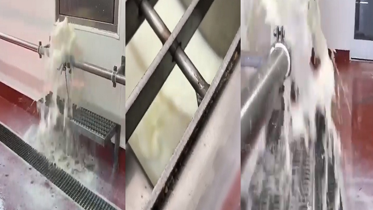 مزارعون يسكبون الحليب في مياه الصرف الصحي (فيديو)