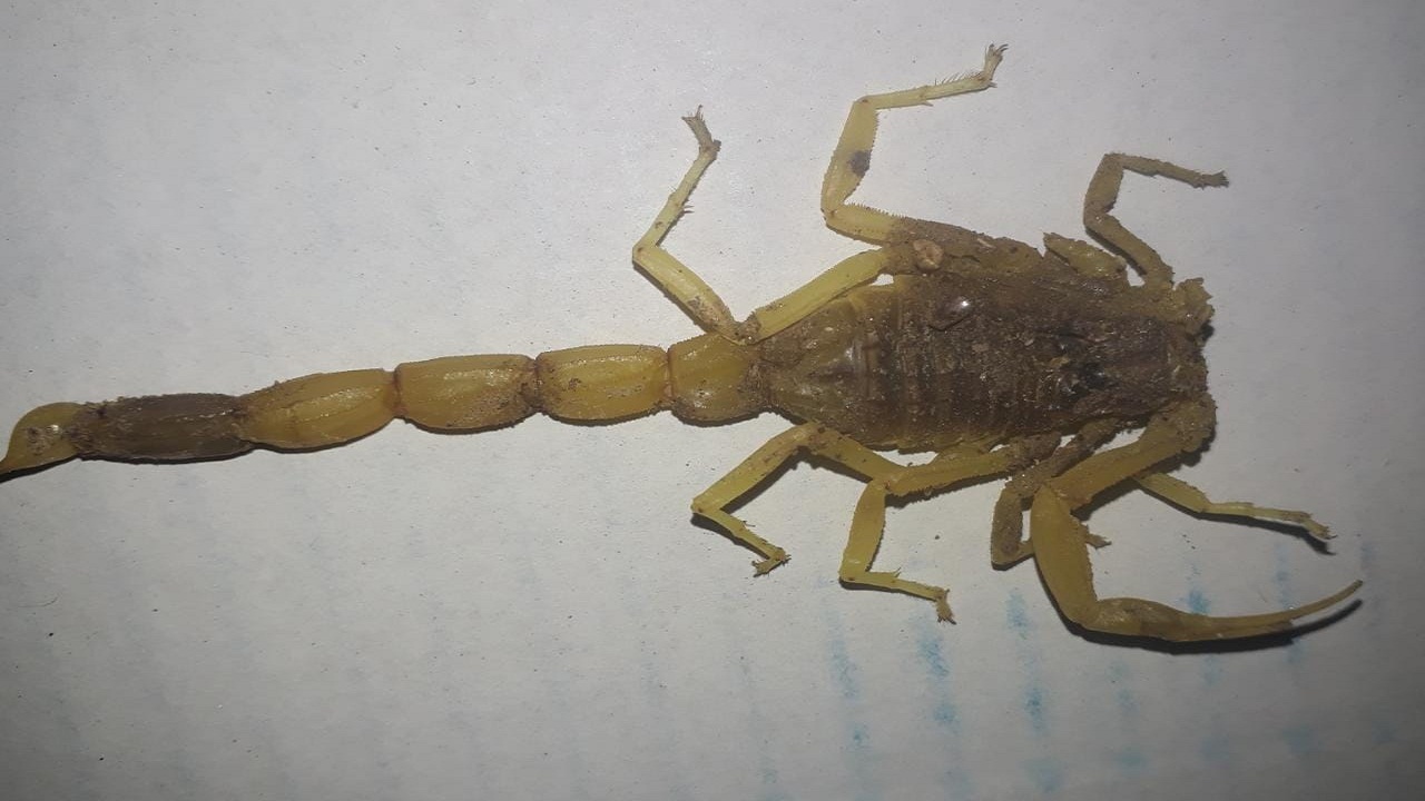 بالصور..أسرة تقطع 30 كم لمعالجة طفلتهم ” الملدوغة ” رغم ملاصقة منزلهم للمركز الصحي