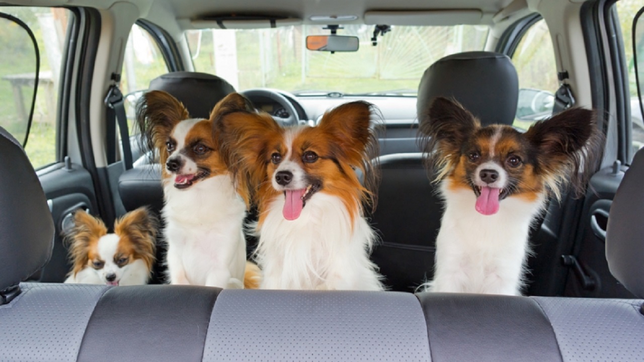نصائح لحماية الحيوانات الأليفة أثناء اصطحابها في السيارة