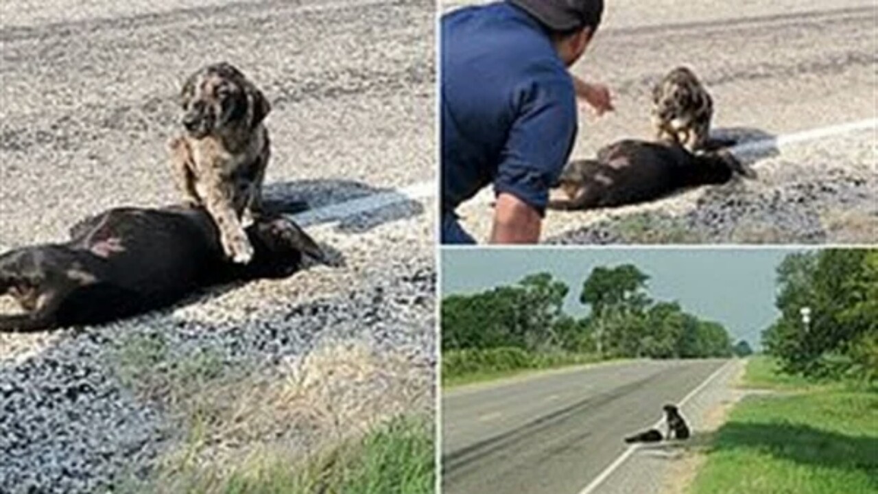 مشهد مبكي لكلب رفض ترك جثة شقيقته على الطريق