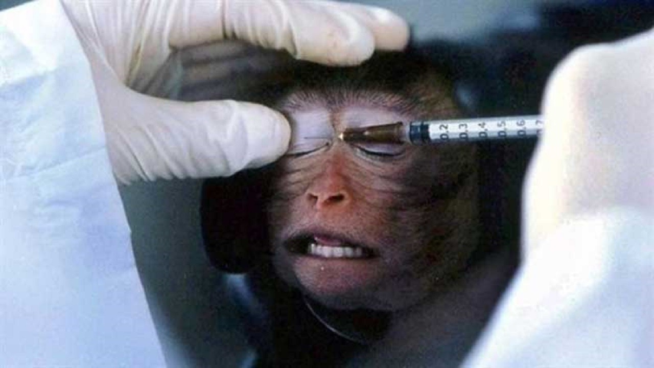 تايلاند تعلن بدء تجارب لقاح مضاد لكورونا على «القردة»‎