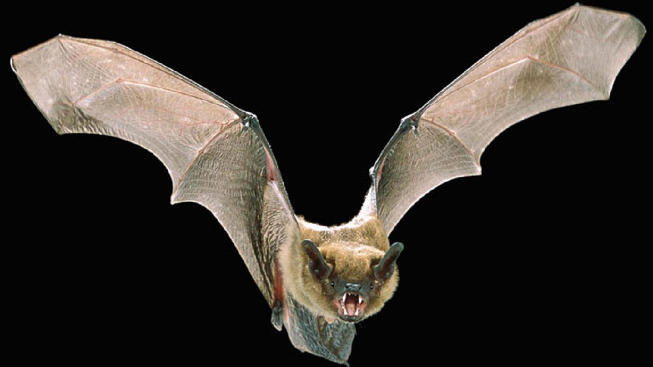 سر مناعة الخفافيش للفيروسات القاتلة للإنسان