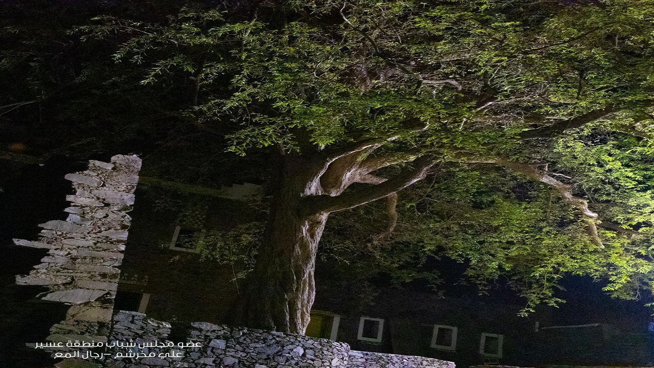 الأمير تركي بن طلال يُوجّه بحماية شجرة &#8220;الحُمَر&#8221; المُعمّرة في رجال ألمع