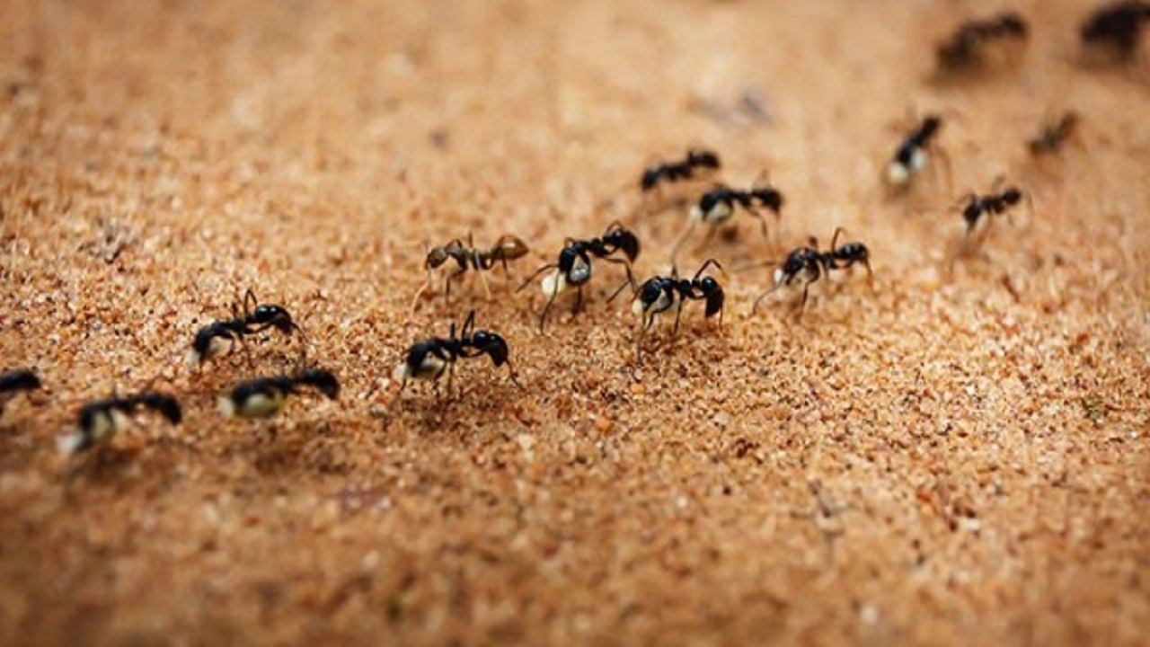 أسهل 10 طرق للتخلص من النمل في منزلك