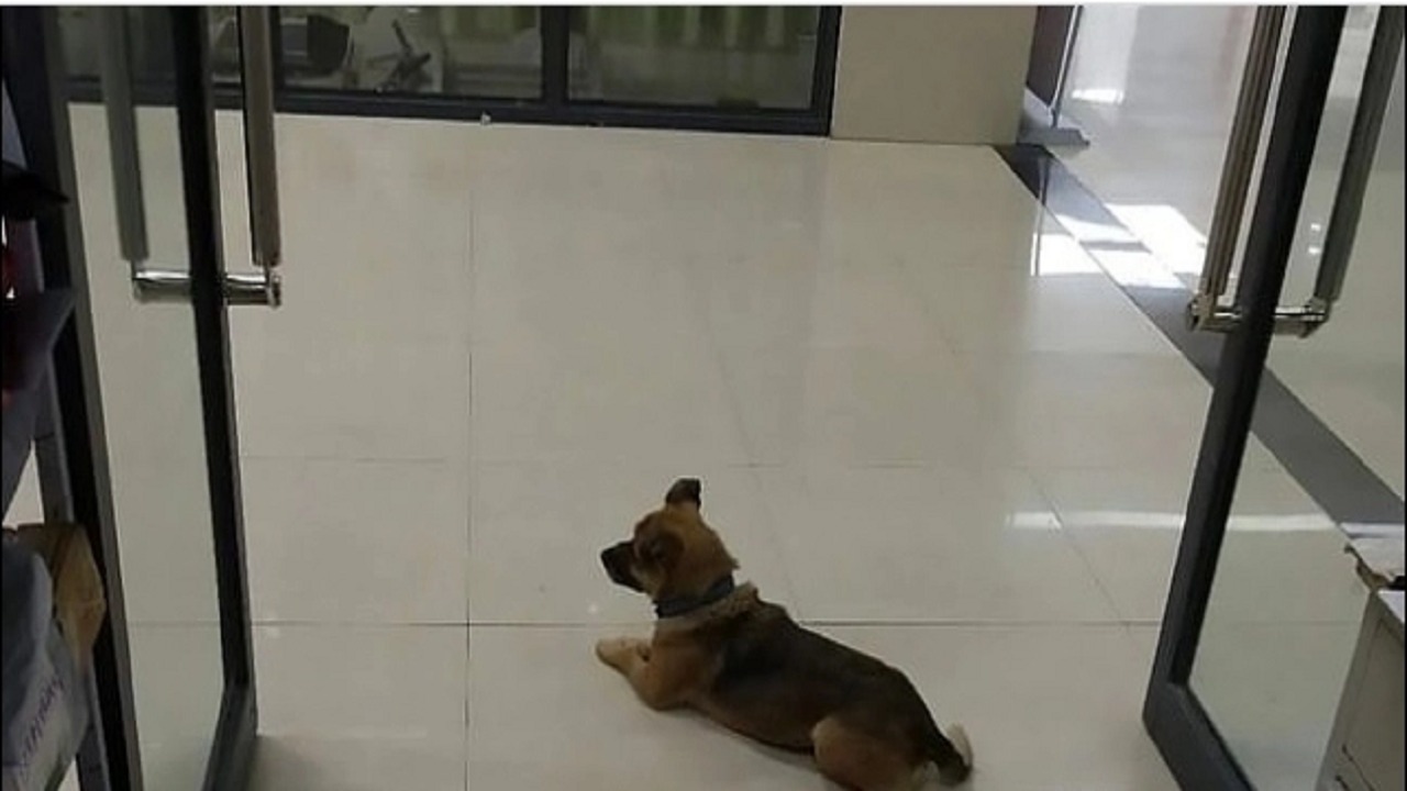 بالصور.. رد فعل مؤثر لـ &#8220;كلب&#8221; توفي صاحبه بكورونا منذ ثلاثة أشهر