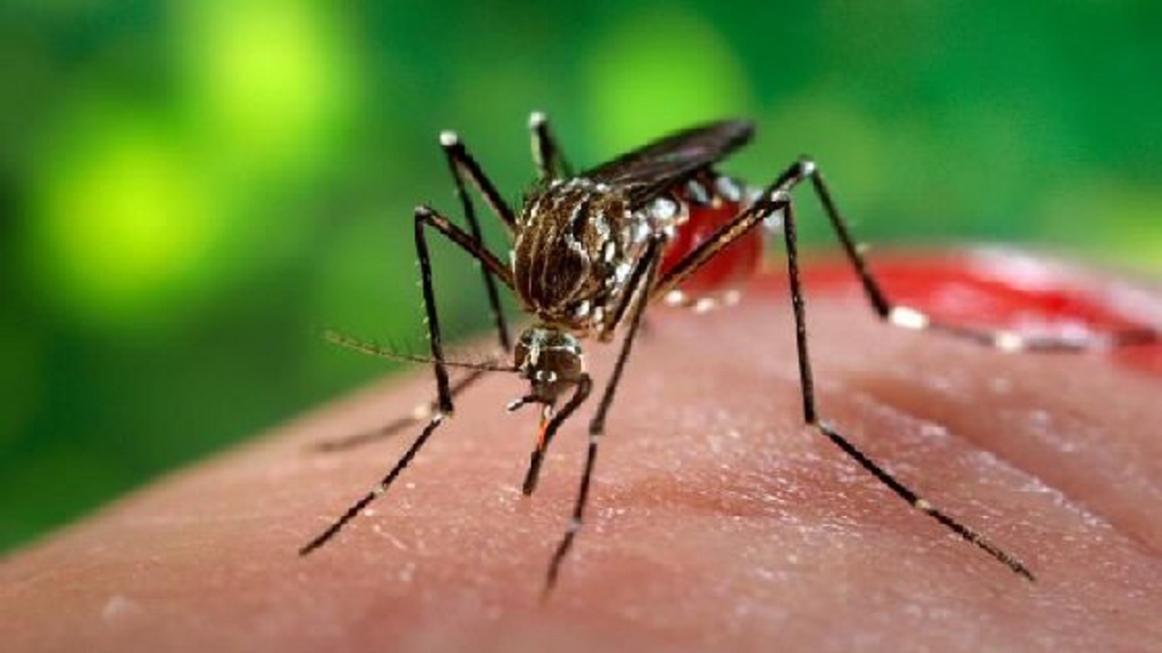 أعراض تنذر بوجود خطر جراء لدغة الحشرات