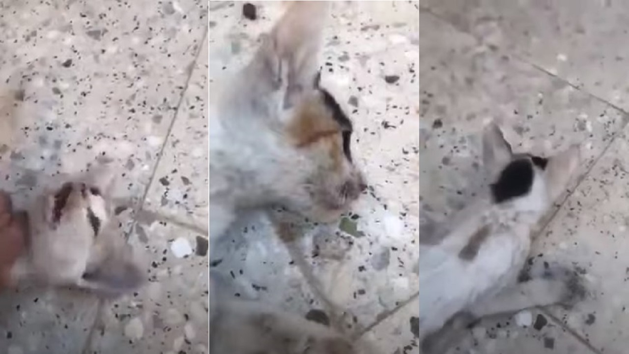 بالفيديو.. قصة القطة &#8220;سعيدة&#8221; التي أنقذتها مواطنة من الموت