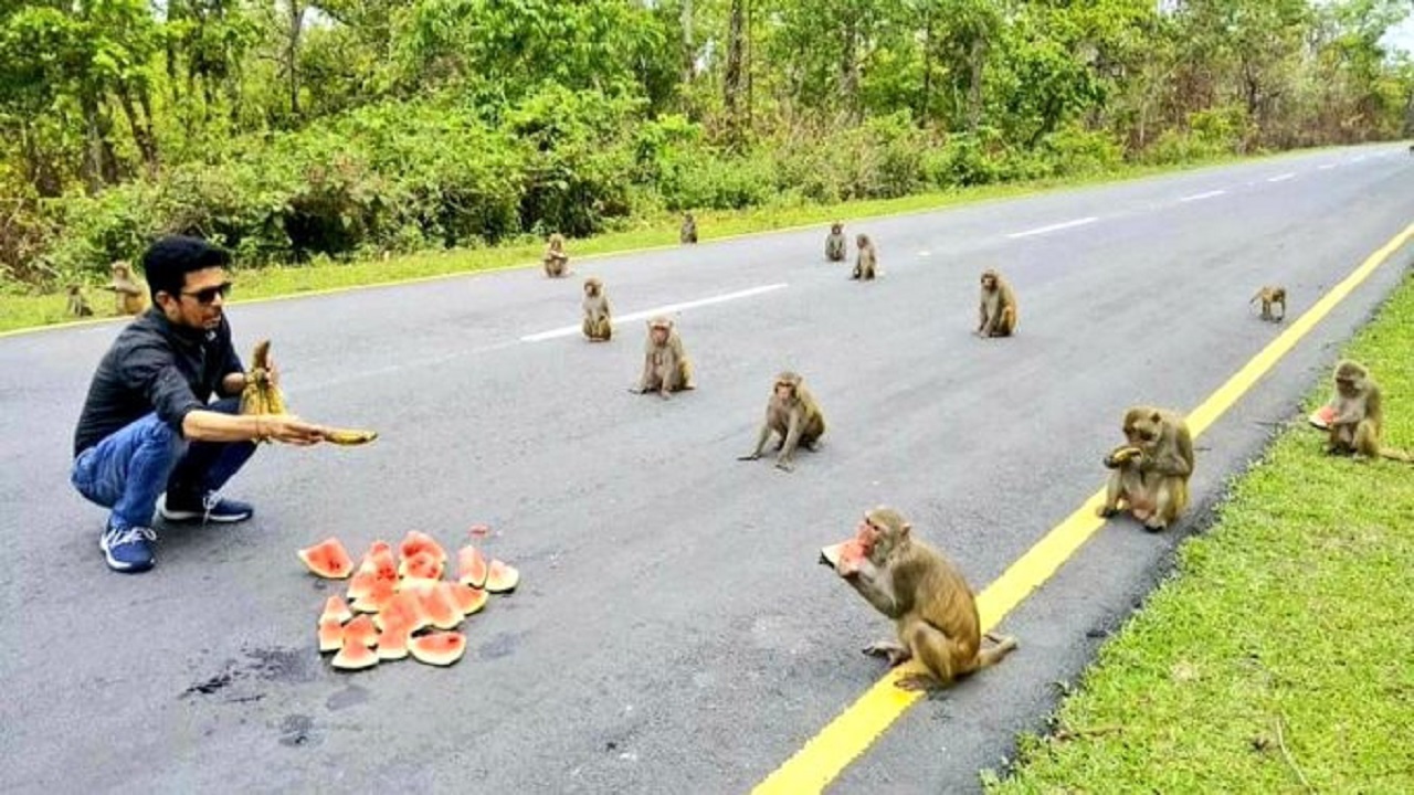 بالصور..القرود تطبق إجراءات التباعد الاجتماعي في الهند