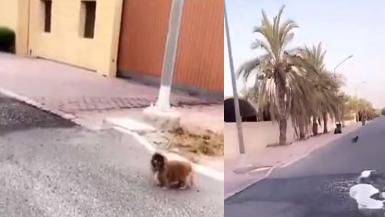 شاهد.. شيخة كويتية تٌثير السخرية بحديثها إلى كلب ضائع لم يرد عليها