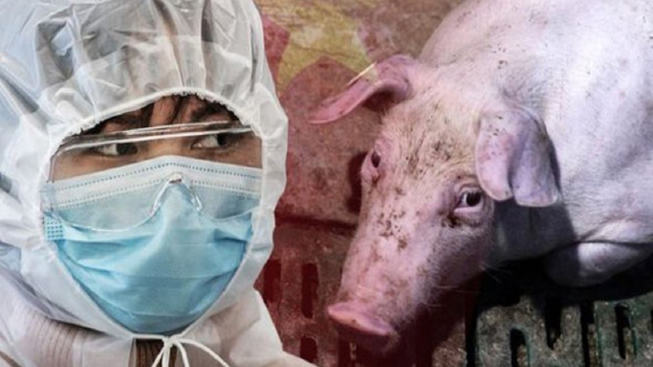 تطورات فيروس إنفلونزا الخنازير الجديد الذي ظهر في الصين