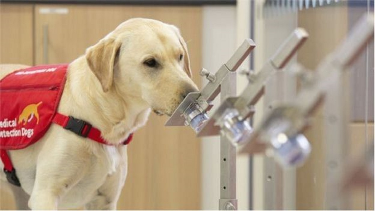 تدريب الكلاب لاكتشاف المصابين بفيروس كورونا