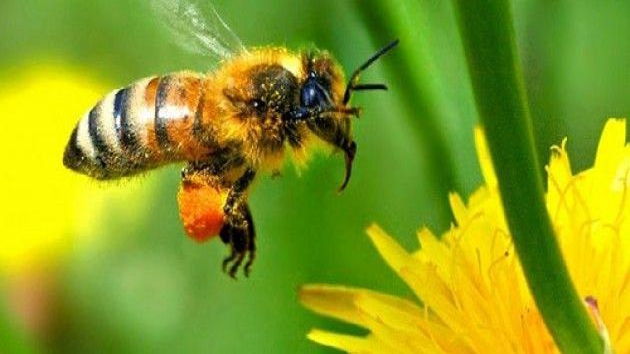 علماء يحذرون من جائحة تهدد حياة النحل والنباتات