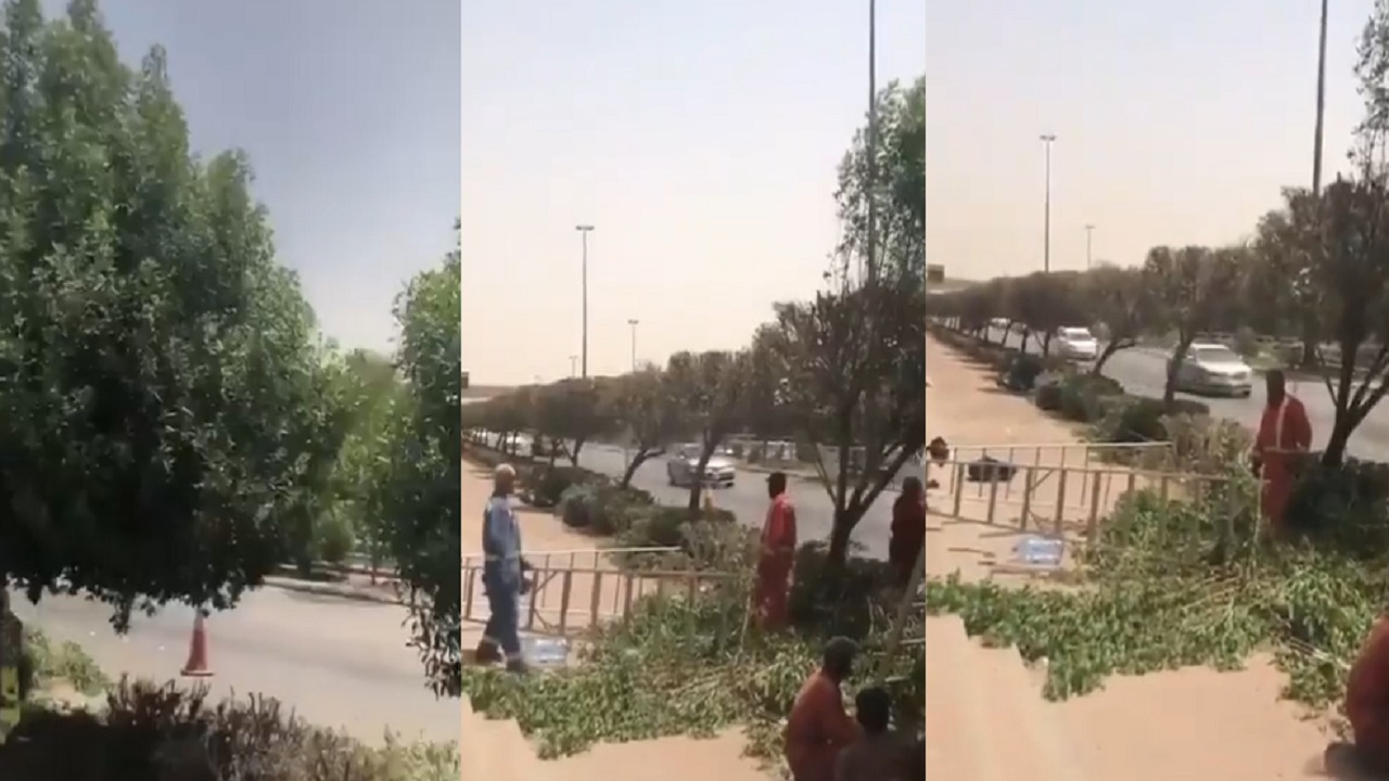 بالفيديو.. عمالة تقص الأشجار وتقوم بتقزيمها على طريق الملك فهد
