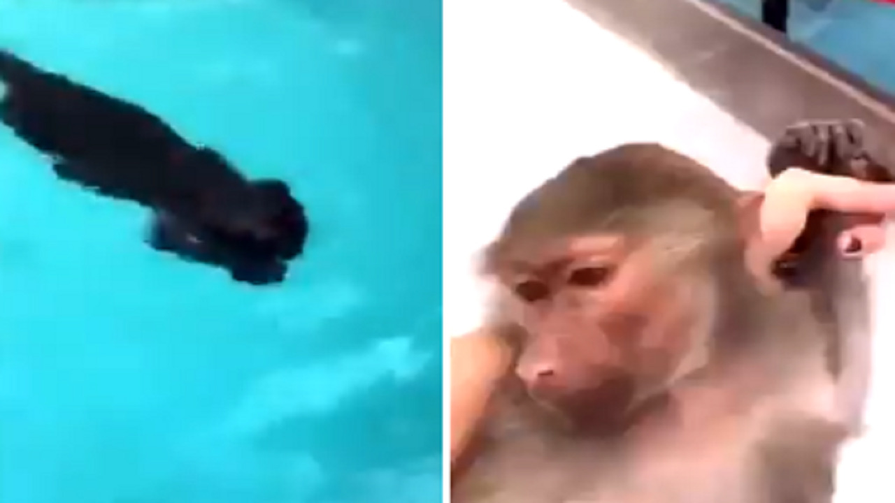 بالفيديو .. مشهد صادم لفتاة تُرغم حيوانات على السباحة
