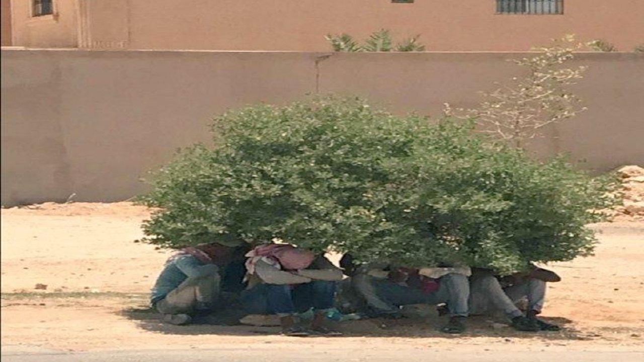 &#8220;الموارد البشرية&#8221; تتفاعل مع صورة العمالة التي تستظل تحت شجرة