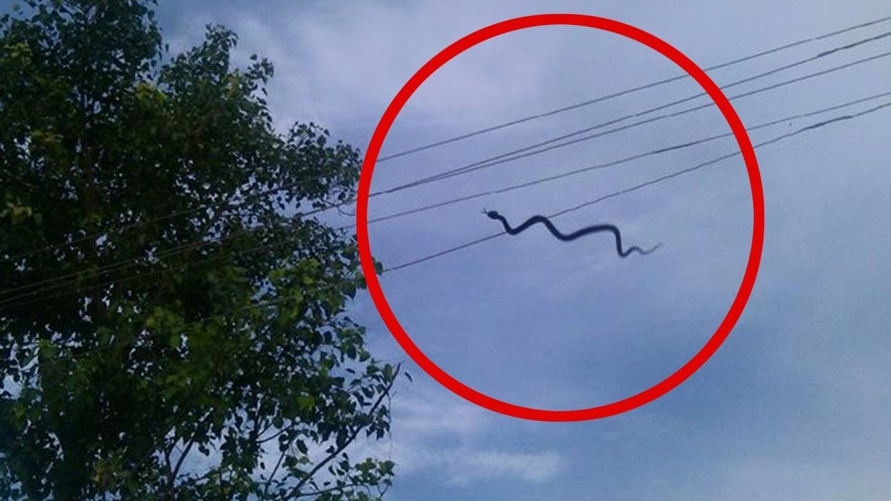 بالفيديو.. باحثون يفسرون ظاهرة تطاير الثعابين في الهواء