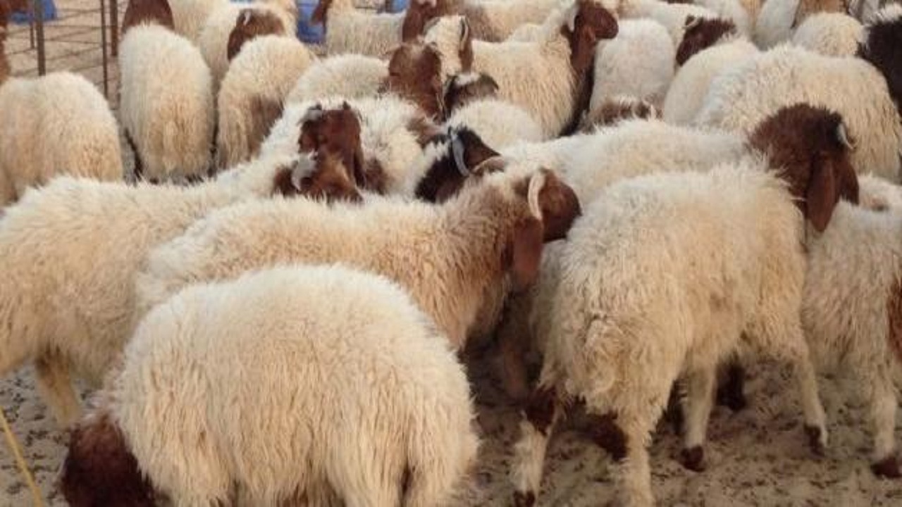 مواطن يشتكي من ارتفاع أسعار الأضحية التي وصلت إلى 2200 ريال