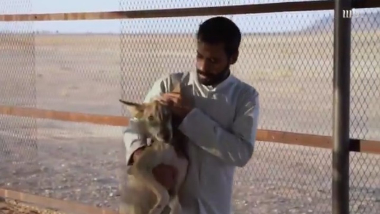 بالفيديو.. قصة شاب اعتزل حياة البشر ليصاحب الذئاب بالقصيم