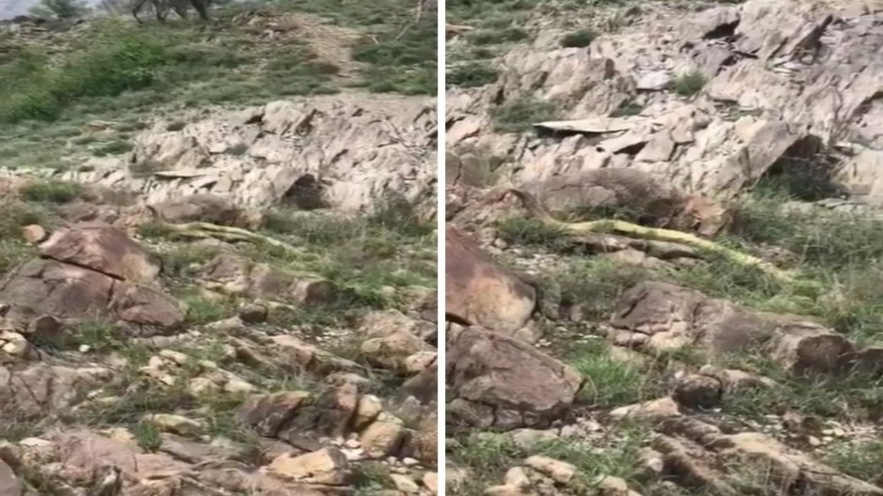 بالفيديو.. لحظة رصد ثعبان ضخم غريب الشكل بمنطقة جبلية