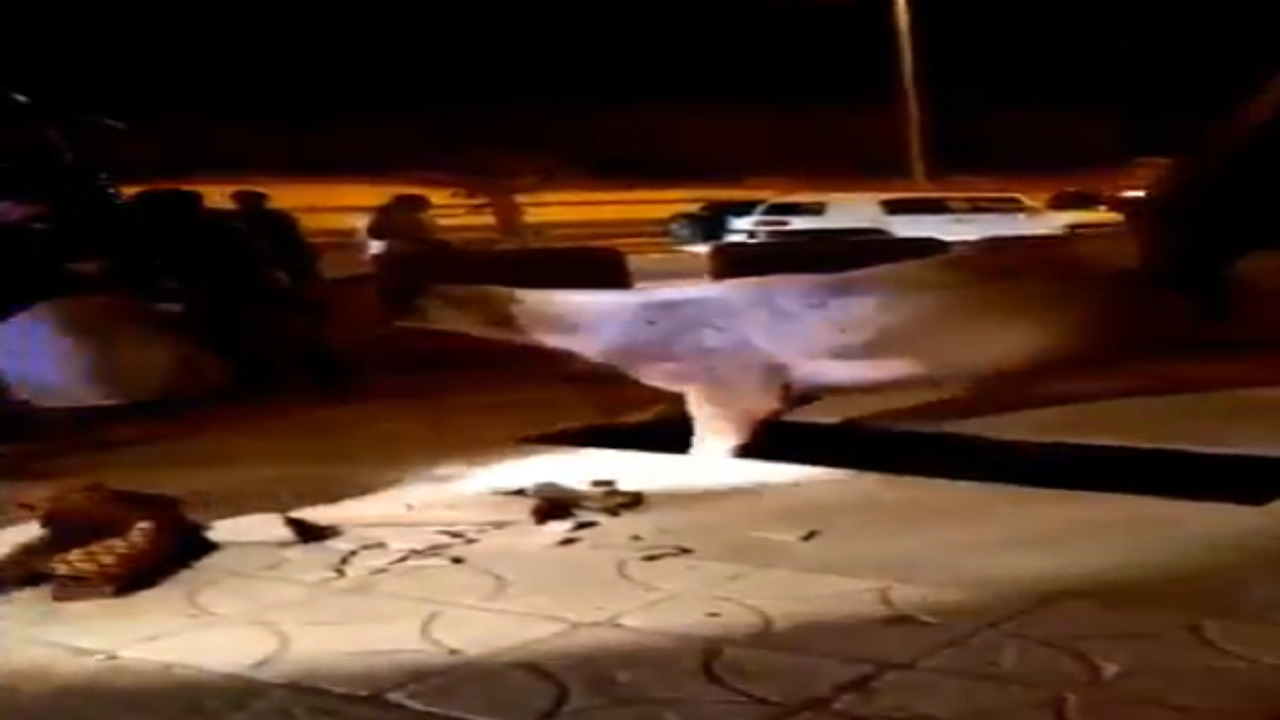 بالفيديو.. خيل يسقط في حُفرة بكورنيش محافظة حقل