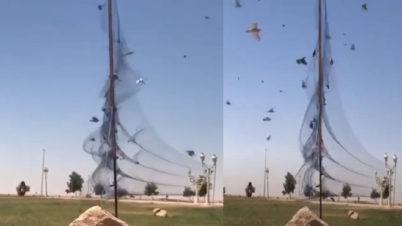 بالفيديو.. مجهولون ينصبون الشباك في متنزه عام لاصطياد الطيور