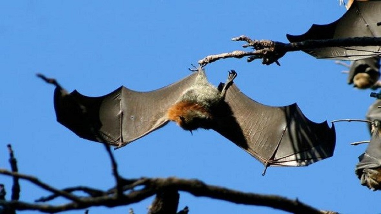 خفاش يهاجم مرشحة للرئاسة الأمريكية