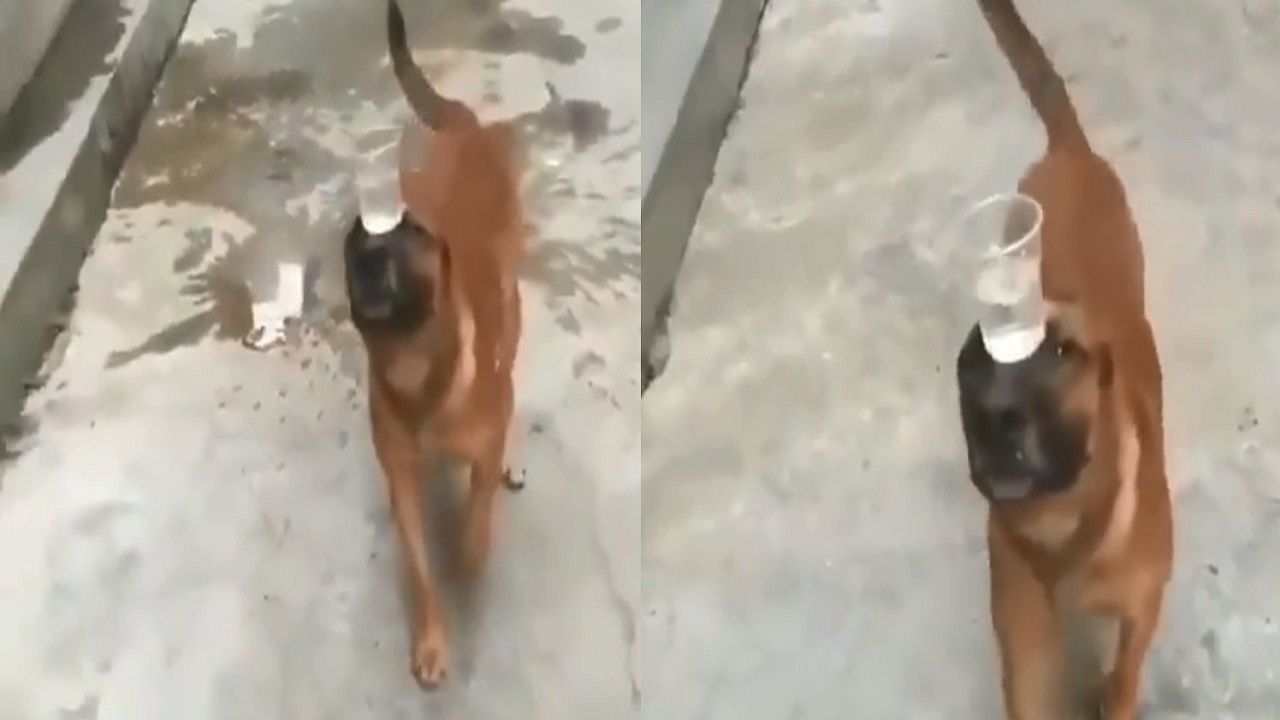 بالفيديو.. كلب يحمل كأس مملوء بالماء على رأسه دون أن يسقط