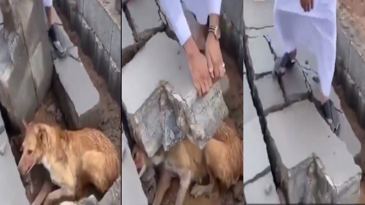 بالفيديو.. مواطن ينقذ كلبًا عالقًا إثر أمطار المدينة المنورة