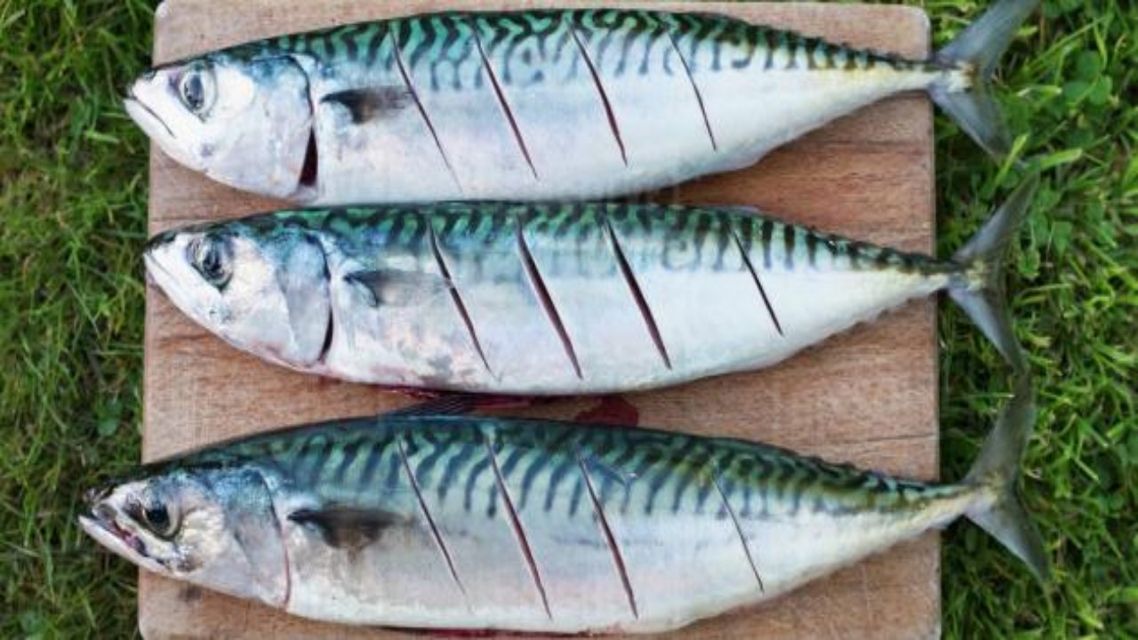 «البيئة» تعلن بدء تطبيق حظر صيد وتداول أسماك الكنعد