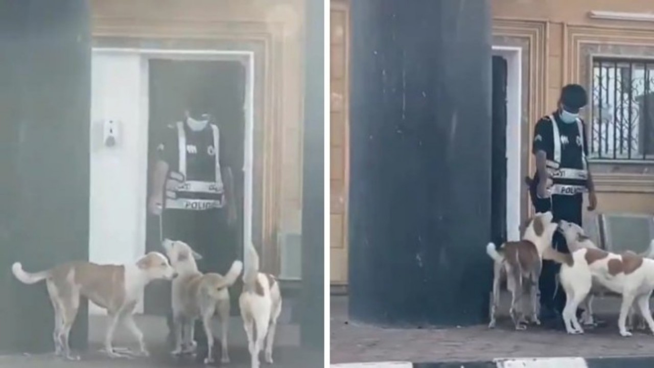 بالفيديو.. إنسانية رجل أمن يسقي كلابًا أنهكها العطش بأحد مراكز الضبط الأمني
