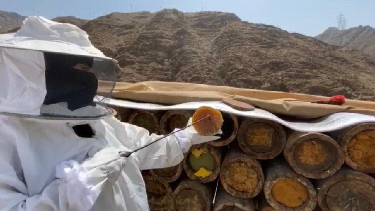 بالصور.. فتاة من رجال ألمع تهزم الصعب وتعمل نحالة وتنتج العسل الطبيعي
