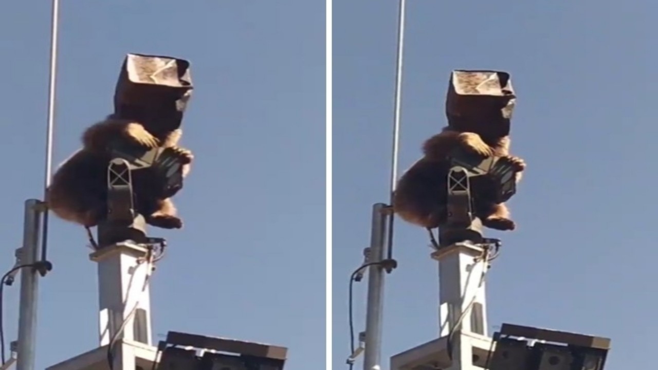 بالفيديو.. دب يخترق قاعدة عسكرية ويعلق في صندوق معدني فوق برج مراقبة