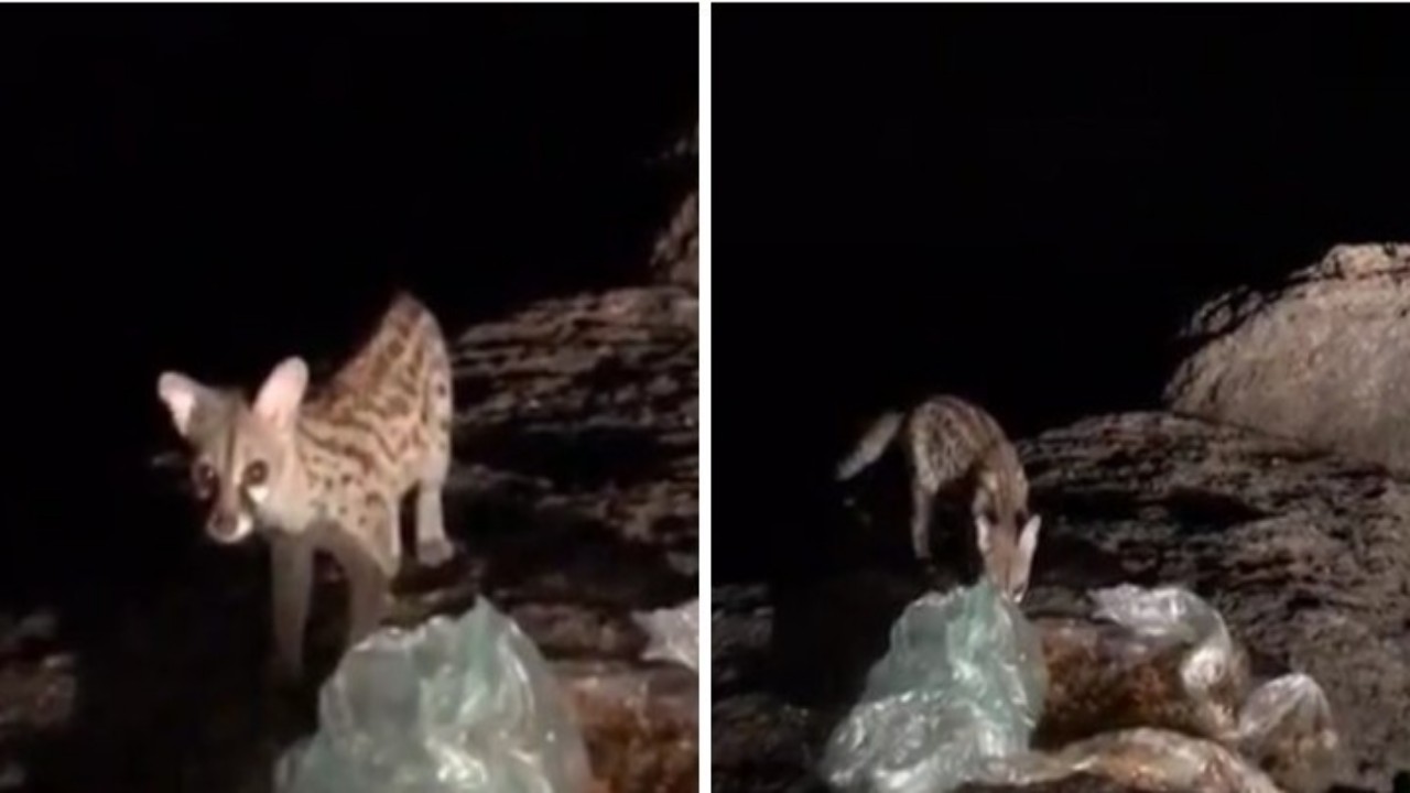 بالفيديو.. لحظة ظهور حيوان نادر بجبال الرهوة