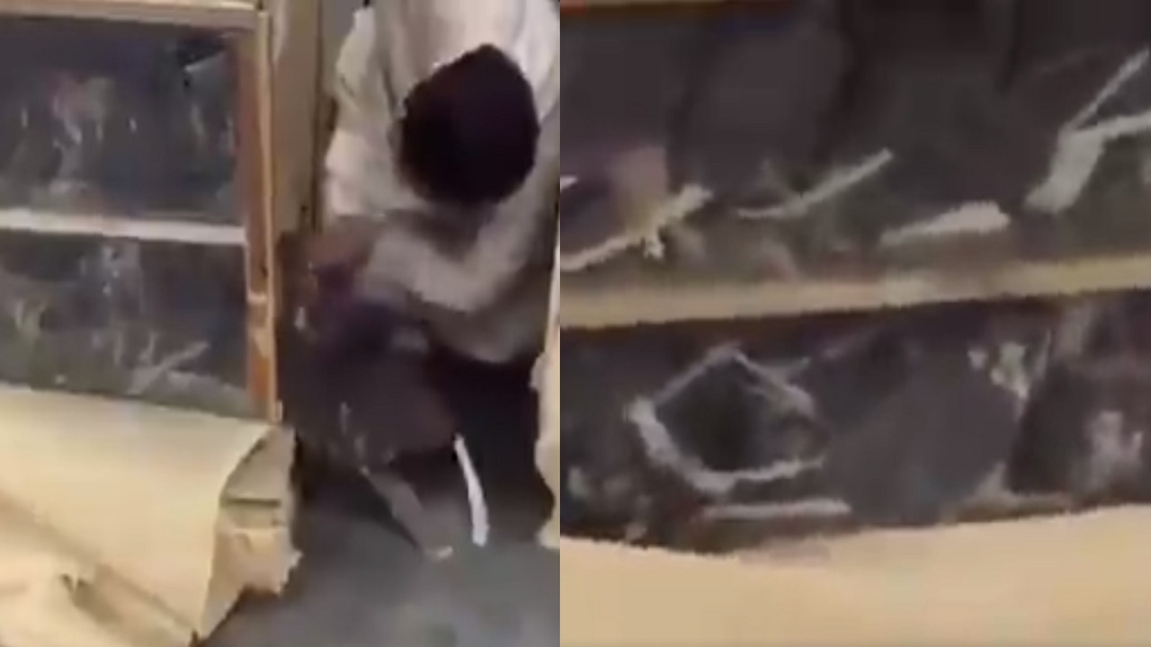 بالفيديو..مواطن يشكو نفوق عدد من الصقور بسبب حجرها بالمطار: &#8221; وش ذنبي &#8220;