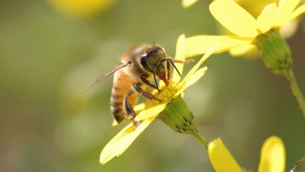 دراسة: سم النحل يبطئ نمو الخلايا السرطانية