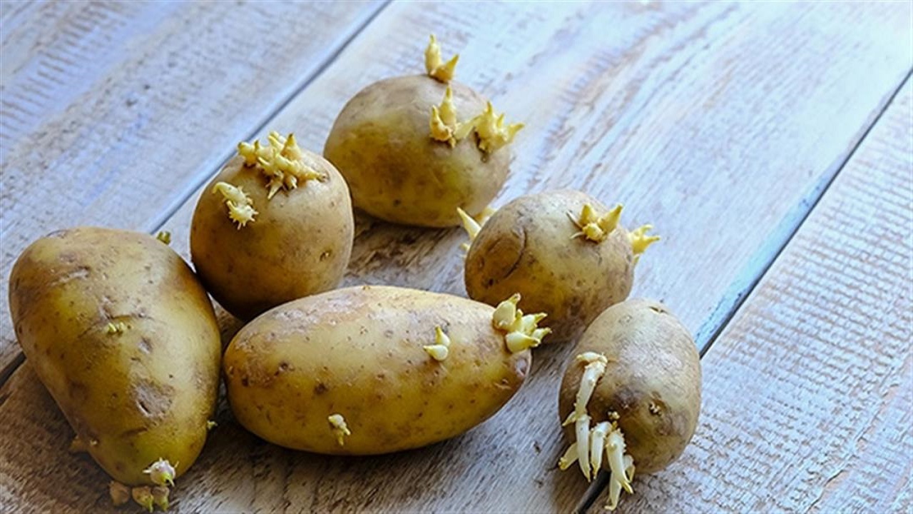 فهد الخضيري: براعم البطاطس غير مسرطنة