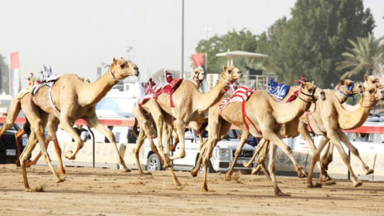 رئيس نادي الإبل يُعلن إقامة مهرجان الملك عبدالعزيز لسباقات الهجن