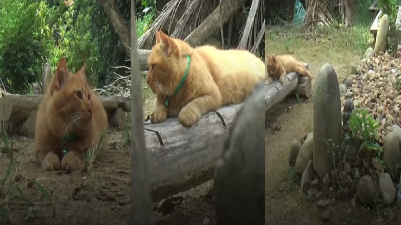 بالفيديو.. قطة تزور صاحبها في قبره كل يوم منذ وفاته