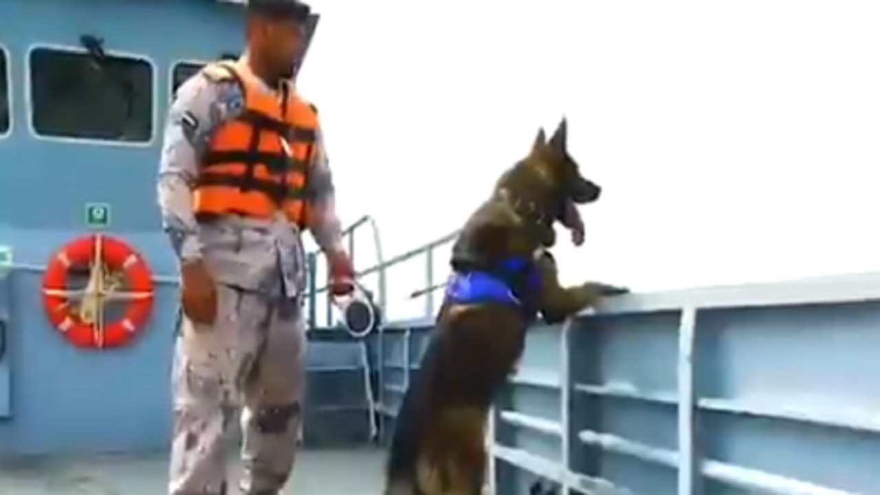 بالفيديو .. كلاب بوليسية تابعة لحرس الحدود تباشر عمليات البحث والإنقاذ