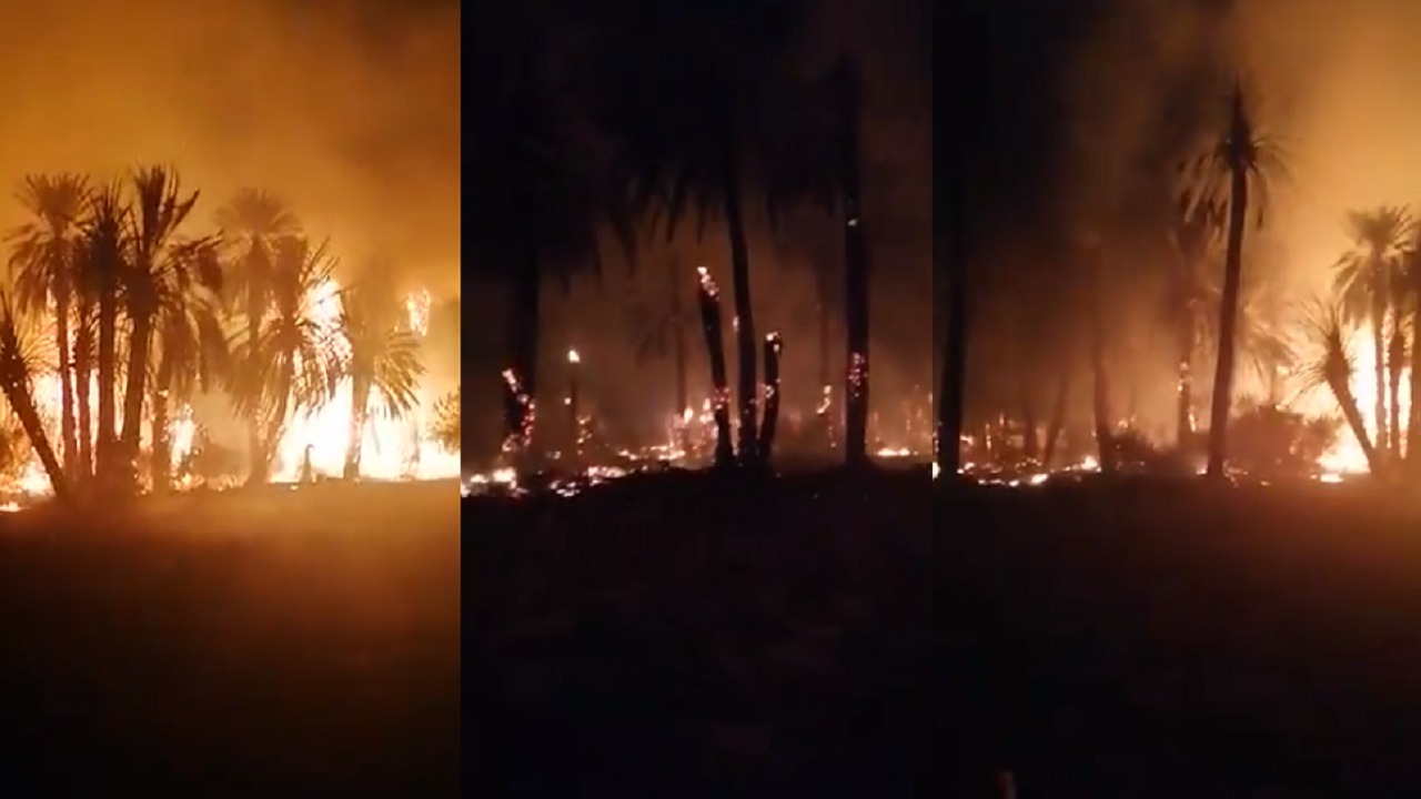 بالفيديو.. حريق ضخم في مزارع نخيل غرب نجران