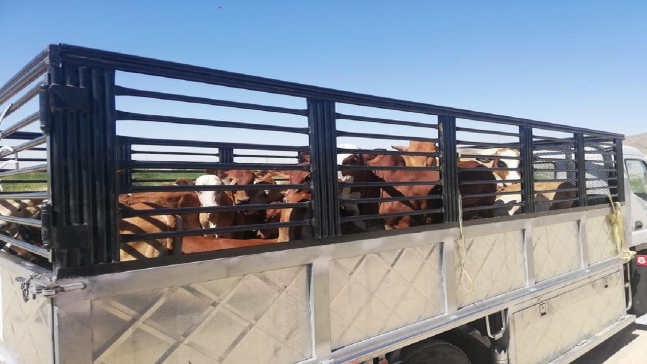 مصادرة 55 رأس أبقار سائبة في جنوب مكة